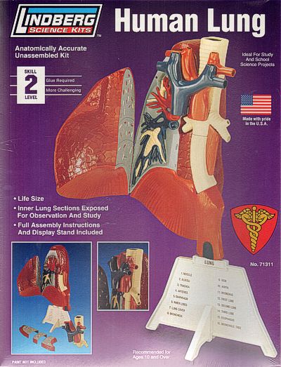 Lindberg 71311 1:1 Human Lung