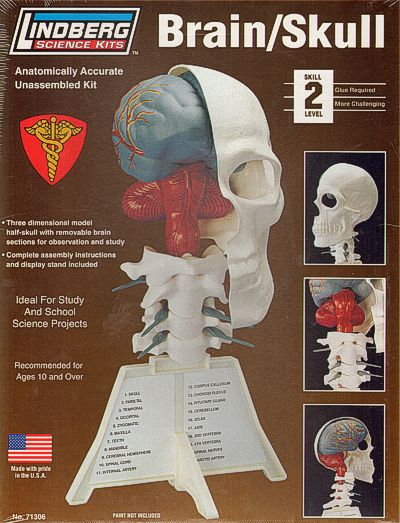 Lindberg 71306  Half Skull with removable brain!