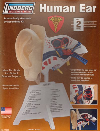 Lindberg 71308 1:1 Human Ear