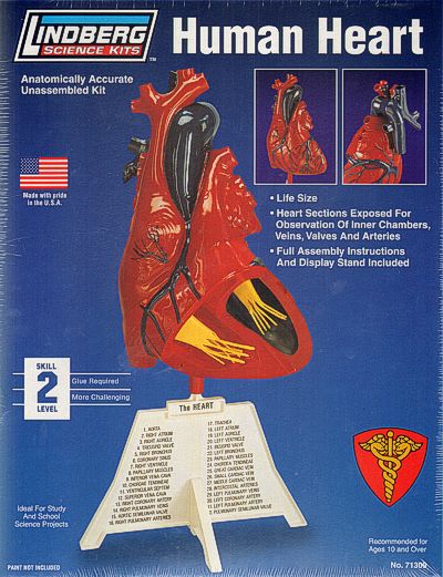 Lindberg 71309 1:1 Human Heart