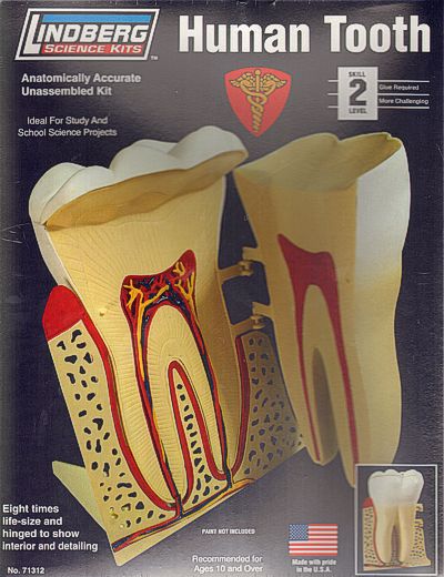 Lindberg 71312 8:1 Human Tooth. Eight times life size!
