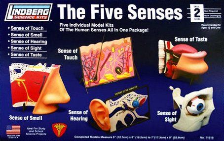 Lindberg 71315 1:1 5 Senses. Touch, Smell, Hearing, Sight, Taste,
